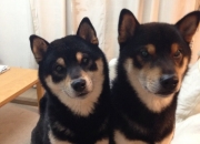 雷火电竞亚洲先驱-德国火力压制英格兰，厄德高全程高能输出，绿茵场上的德意志风暴