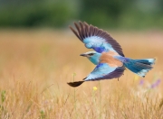 雷火电竞亚洲先驱-当上海遇见布鲁克林，拉文生涯之夜的唯一性，如何在一场不存在的比赛中诞生？