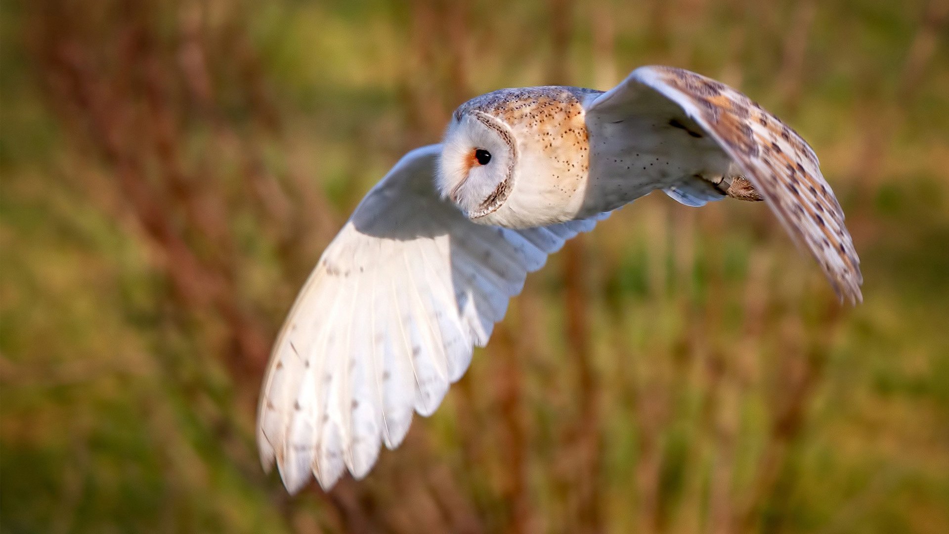 夜王诞生,卡马文加抢七夜的完美主宰